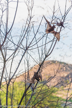 Ruby, Arizona June 2013