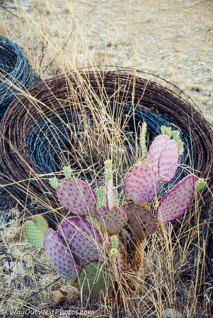 Ruby, Arizona June 2013